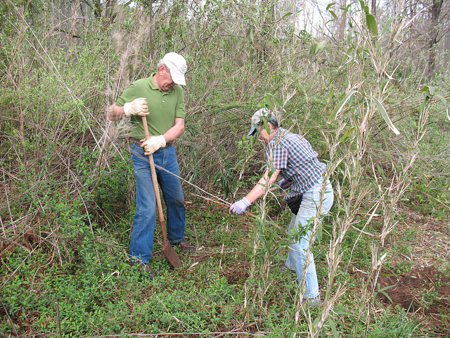 Arundinaria gigantea