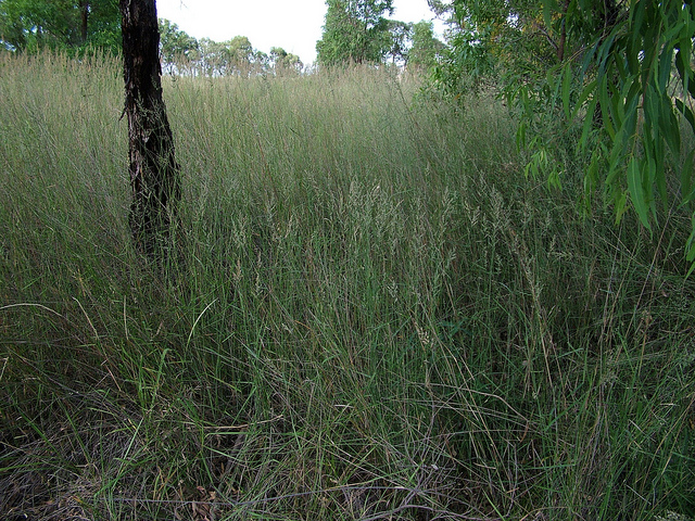 Arundinella nepalensis