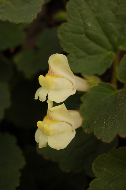Asarine couchée (Asarina procumbens)