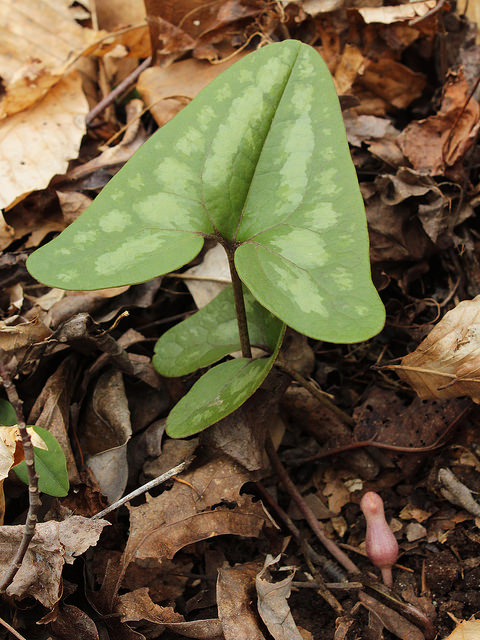 Asarum arifolium