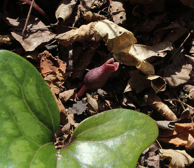 Asarum arifolium
