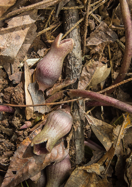 Asarum arifolium