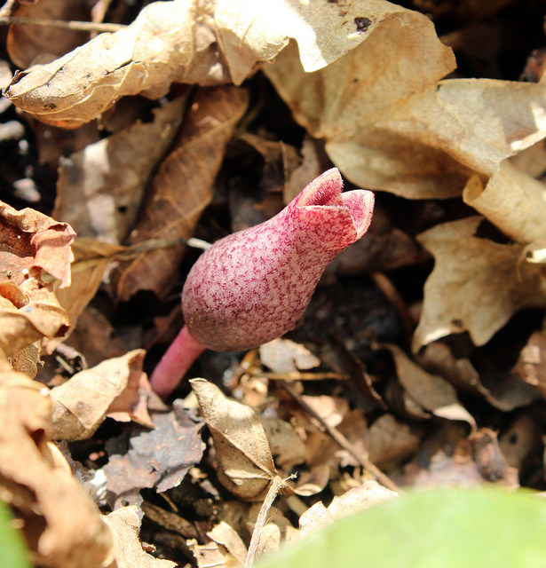 Asarum arifolium