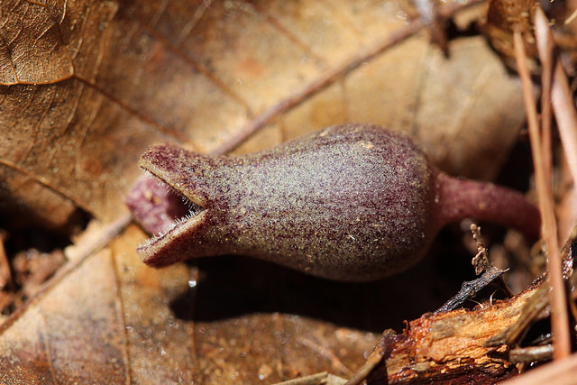 Asarum arifolium