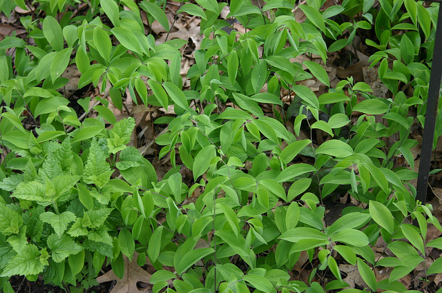 Asarum arifolium (Asarum arifolium)