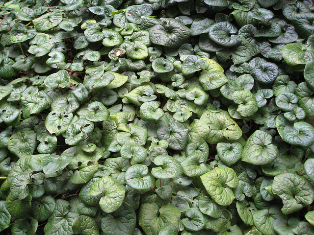 Gingembre sauvage (Asarum caudatum)