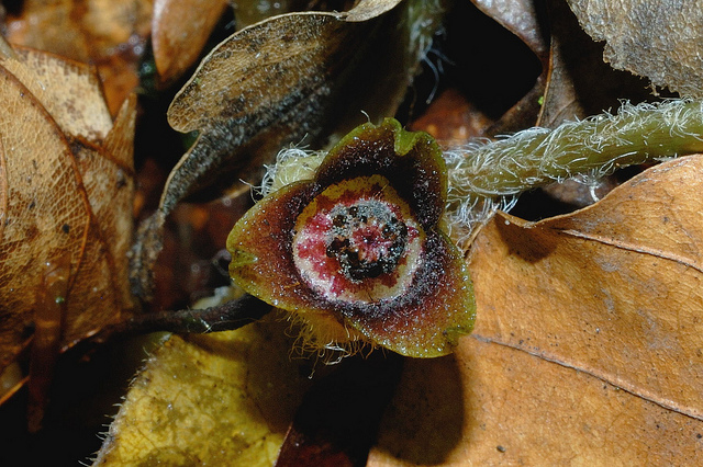 Asaret (Asarum europaeum)
