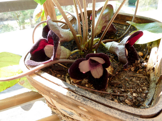 Grand asaret (Asarum maximum)
