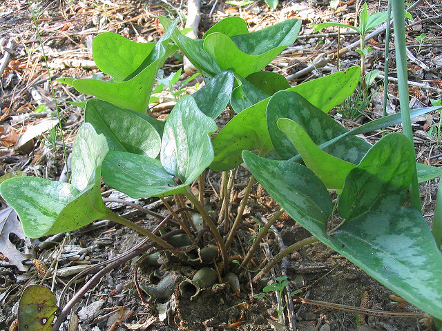Asarum shuttleworthii (Asarum shuttleworthii)