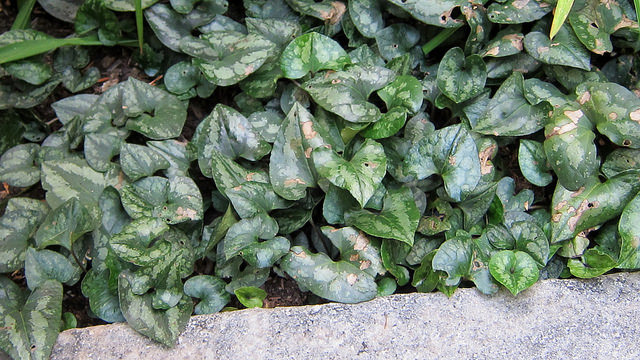Asarum splendens