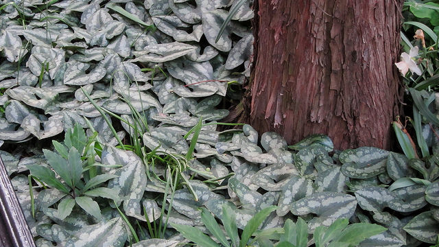 Asarum splendens
