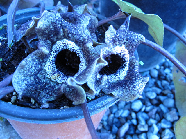Asarum splendens (Asarum splendens)