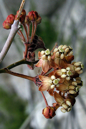 Asclepias albicans