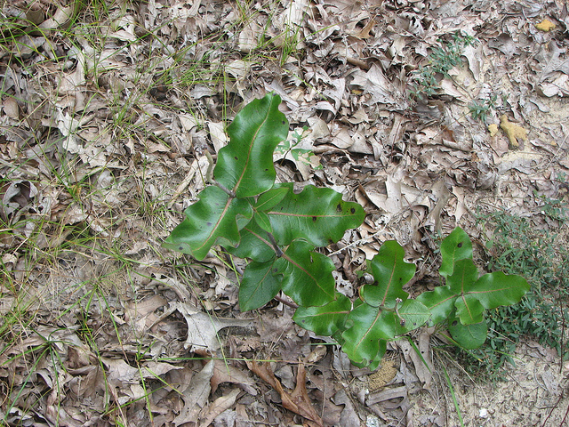 Asclépiade à feuilles embrassantes (Asclepias amplexicaulis)