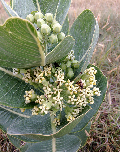 Asclepias arenaria