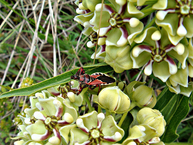 Asclepias asperula (Asclepias asperula)