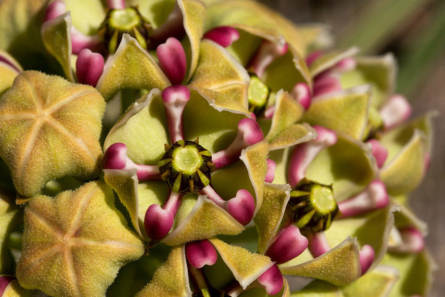 Asclepias asperula
