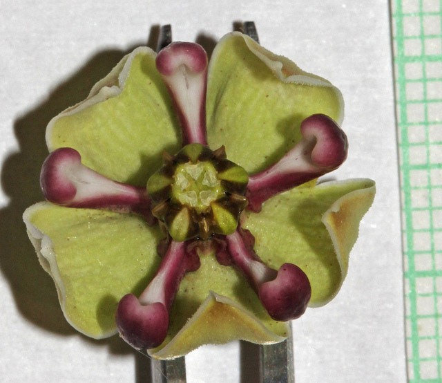 Asclepias asperula