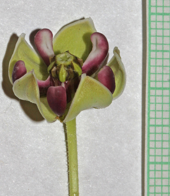 Asclepias asperula