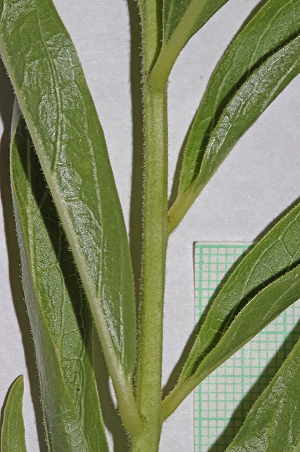Asclepias asperula
