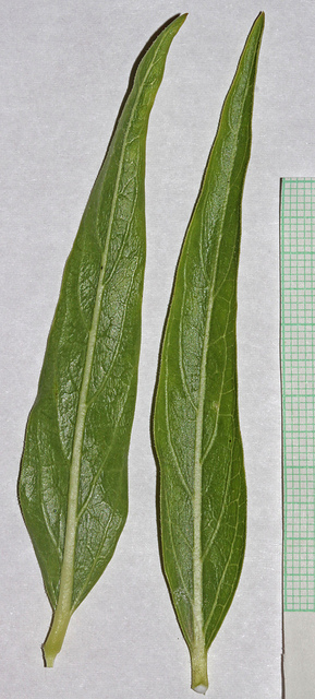 Asclepias asperula