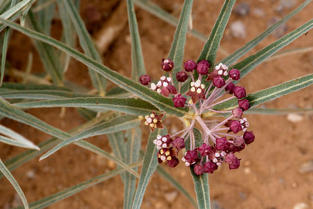 Asclepias brachystephana