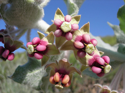 Asclepias californica