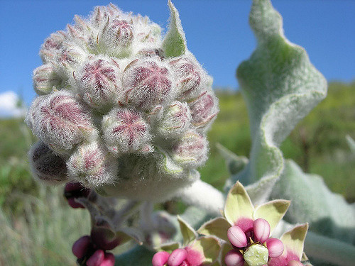 Asclepias californica