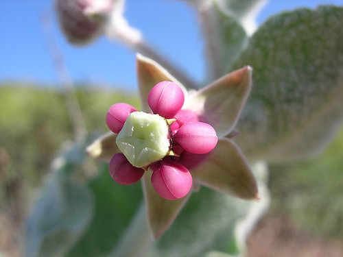 Asclepias californica