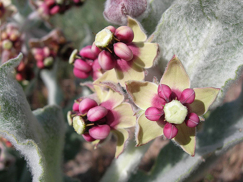 Asclepias californica