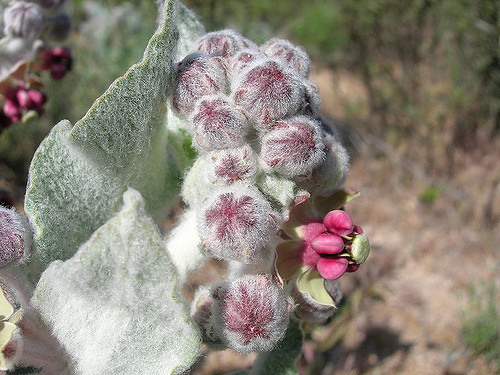 Asclepias californica