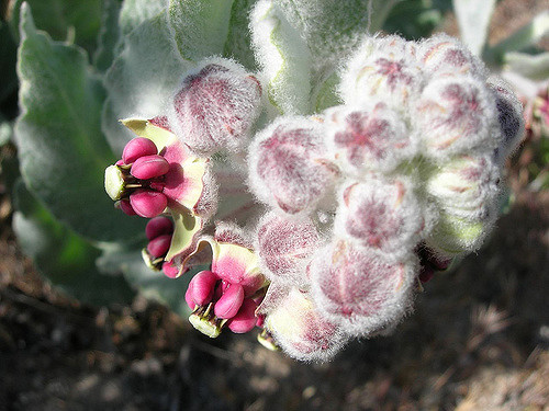 Asclepias californica (Asclepias californica)