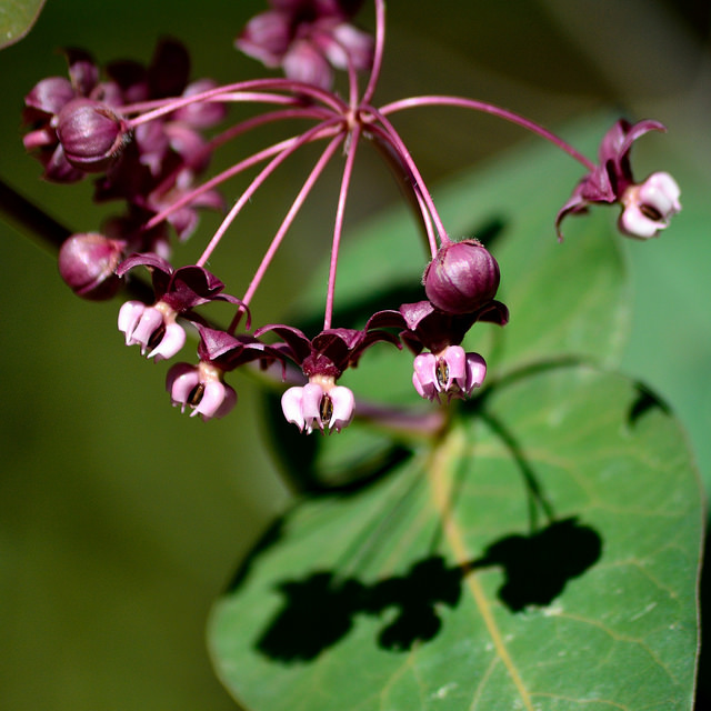 Asclepias cordifolia