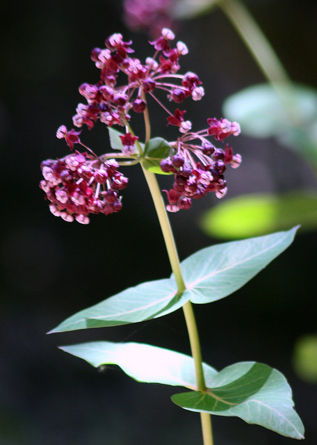 Asclepias cordifolia