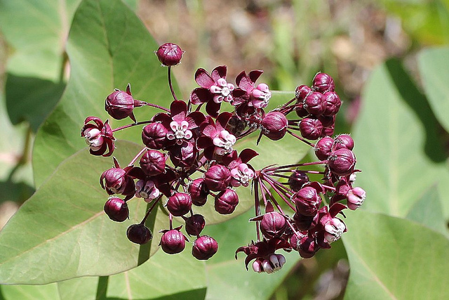 Asclepias cordifolia