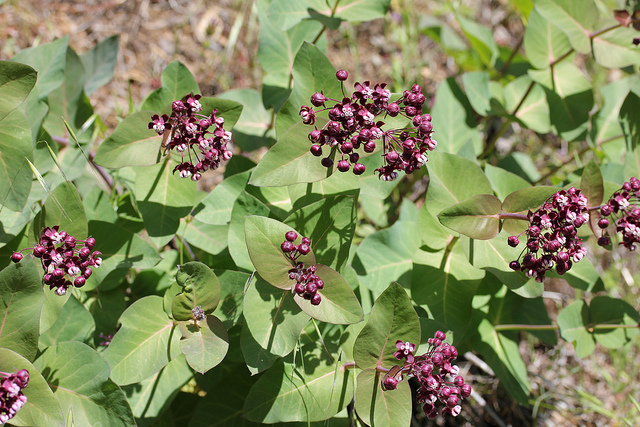 Asclepias cordifolia