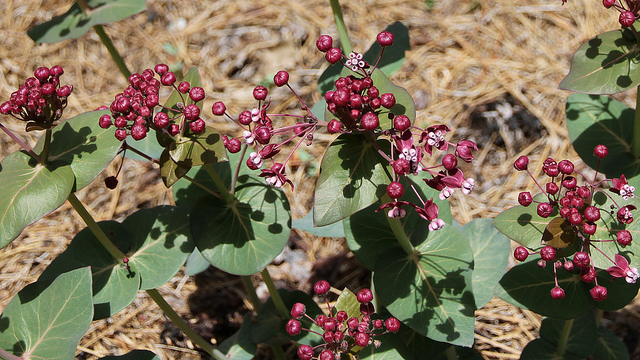Asclepias cordifolia