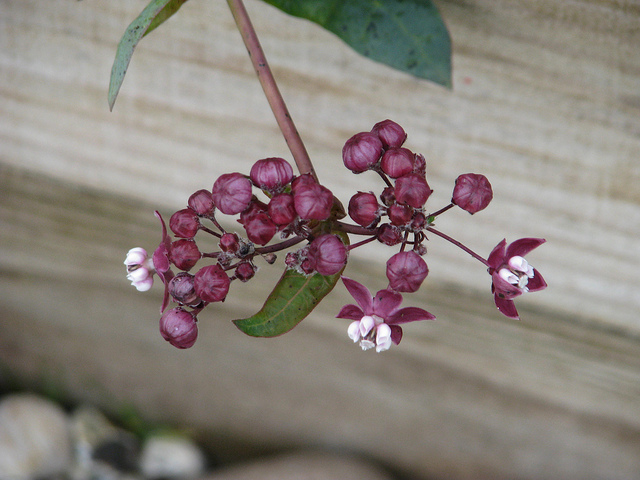 Asclepias cordifolia (Asclepias cordifolia)