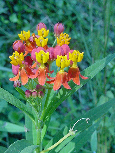 Asclépiade de curaçao (Asclepias curassavica)