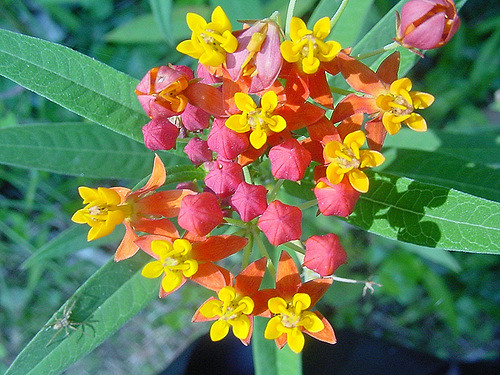 Asclépiade de curaçao
