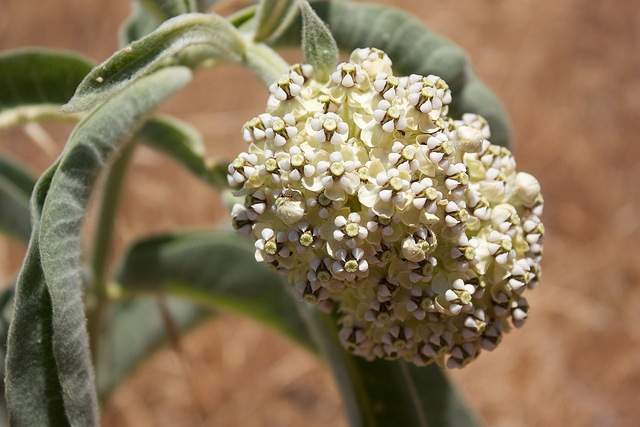 Asclepias eriocarpa