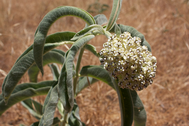 Asclepias eriocarpa