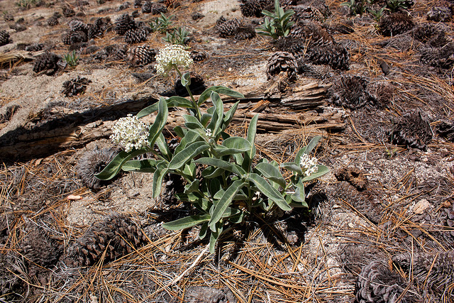 Asclepias eriocarpa
