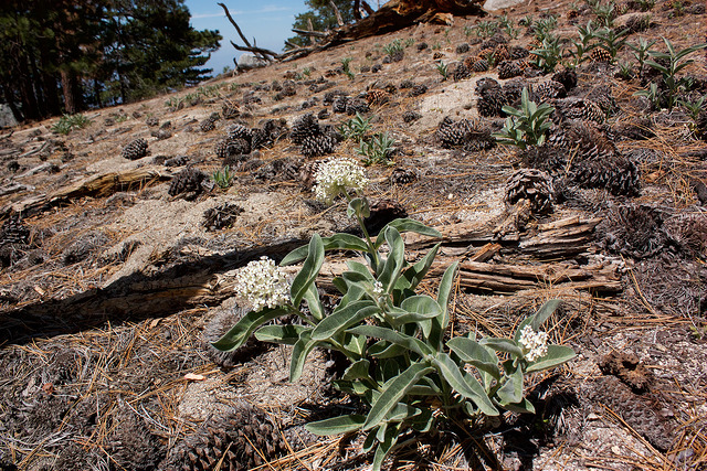 Asclepias eriocarpa