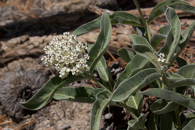 Asclepias eriocarpa