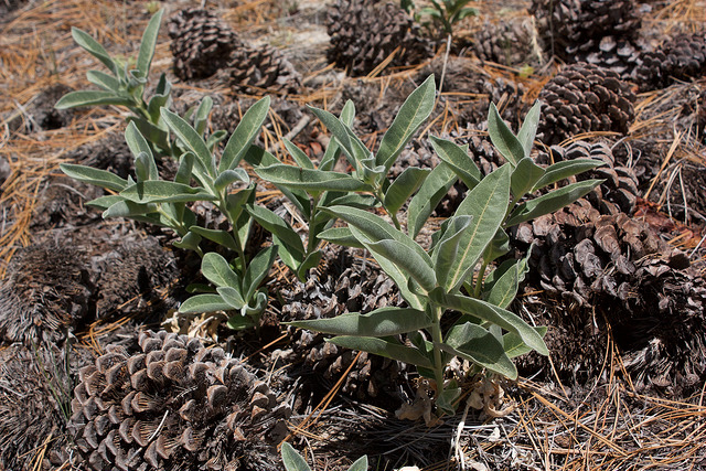 Asclepias eriocarpa (Asclepias eriocarpa)