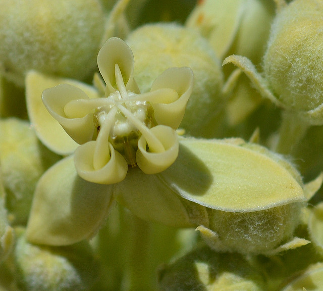 Asclepias erosa