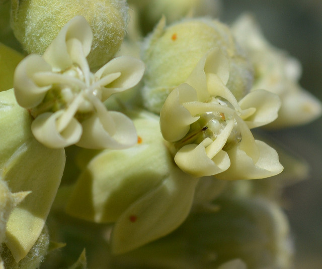 Asclepias erosa