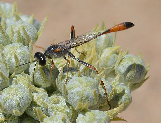 Asclepias erosa