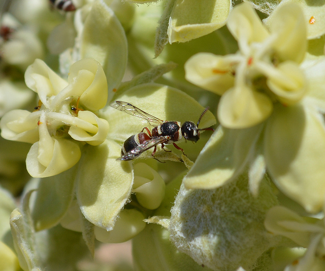 Asclepias erosa